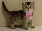 Black golden BSH - British Shorthair Cat For Sale - Fort Wayne&comma; IN&comma; US