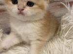 British golden chinchilla girl - British Shorthair Cat For Sale - Staten Island&comma; NY&comma; US