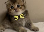 Scottish fold girl - Scottish Fold Cat For Sale - Fort Wayne&comma; IN&comma; US
