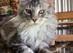 Darcy blue silver boy - Maine Coon Cat For Sale - Chipley&comma; FL&comma; US
