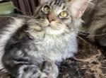 Reserved Purebred Maine Coon boy Dunkan - Maine Coon Cat For Sale - Chipley&comma; FL&comma; US