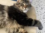 Reserved Duke classic black marble tabby boy - Maine Coon Cat For Sale - Chipley&comma; FL&comma; US