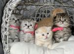 New litter - Scottish Fold Cat For Sale - Kent&comma; WA&comma; US