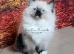 Sierras - Ragdoll Cat For Sale - Lakeland&comma; FL&comma; US
