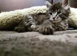 Simba - Maine Coon Cat For Sale - Westfield&comma; MA&comma; US