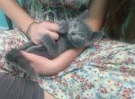 Russian Blue Kittens - Russian Blue Cat For Sale - Hallsville&comma; MO&comma; US