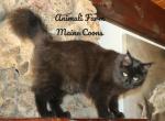 Oda - Maine Coon Cat For Sale - Santa Maria&comma; CA&comma; US