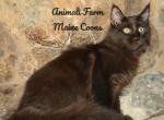 Palmer - Maine Coon Cat For Sale - Santa Maria&comma; CA&comma; US