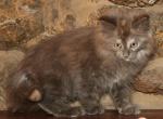 Suki - Maine Coon Cat For Sale - Santa Maria&comma; CA&comma; US