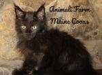 Tina - Maine Coon Cat For Sale - Santa Maria&comma; CA&comma; US