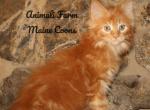 Uber - Maine Coon Cat For Sale - Santa Maria&comma; CA&comma; US