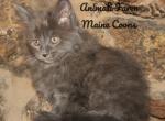 Ulysses - Maine Coon Cat For Sale - Santa Maria&comma; CA&comma; US