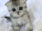 Stive - Scottish Fold Cat For Sale - Brooklyn&comma; NY&comma; US
