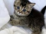 Daniel - Scottish Straight Cat For Sale - Brooklyn&comma; NY&comma; US