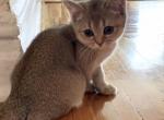 Kira - Scottish Straight Cat For Sale - Brooklyn&comma; NY&comma; US