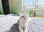 Tiffany - Munchkin Cat For Sale - Staten Island&comma; NY&comma; US