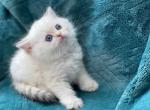 Kittens litter 1 - Scottish Straight Cat For Sale - Sacramento&comma; CA&comma; US