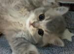 Eclipse - Scottish Straight Cat For Sale - Houston&comma; TX&comma; US