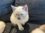 Red - Siamese Cat For Sale - Winder&comma; GA&comma; US