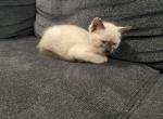 Blue - Siamese Cat For Sale - Winder&comma; GA&comma; US