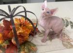Odd eye - Sphynx Cat For Sale - Okeechobee&comma; FL&comma; US