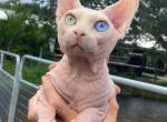Litter A - Sphynx Cat For Sale - Okeechobee&comma; FL&comma; US