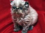 Babbling  Blue Seal Point1 - Persian Cat For Sale - Cedar Rapids&comma; IA&comma; US