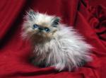 Blue point by Flueffay x The Holy Grail1 - Persian Cat For Sale - Cedar Rapids&comma; IA&comma; US