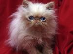 Flame Pt by Creme de Blue Flueffay x Holy Grail1 - Persian Cat For Sale - Cedar Rapids&comma; IA&comma; US