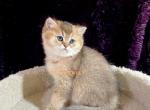 Golden British male kitten - British Shorthair Cat For Sale - Thornton&comma; CO&comma; US