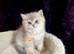 British blue golden short haired male kitten - British Shorthair Cat For Sale - Thornton&comma; CO&comma; US