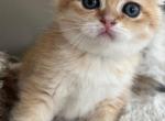 Scottish fold - Scottish Fold Cat For Sale - Staten Island&comma; NY&comma; US