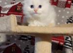 Flame male - Ragdoll Cat For Sale - Minerva&comma; OH&comma; US