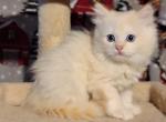 Flame mink male - Ragdoll Cat For Sale - Minerva&comma; OH&comma; US