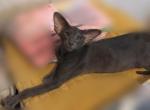 Bella - Oriental Cat For Sale - Brooklyn&comma; NY&comma; US