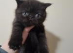 Black Male Exotic shorthair - Exotic Cat For Sale - Cumming&comma; GA&comma; US