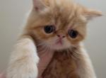 Red Male Exotic Shorthair 2 - Exotic Cat For Sale - Cumming&comma; GA&comma; US