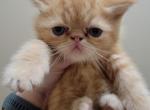 Red Male Exotic Shorthair - Exotic Cat For Sale - Cumming&comma; GA&comma; US