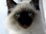 Felix - Himalayan Cat For Sale/Service - Vestal&comma; NY&comma; US