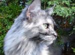 Uma - Maine Coon Cat For Sale - Bridgewater&comma; NJ&comma; US
