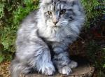 Silver girl kitten - Maine Coon Cat For Sale - Bridgewater&comma; NJ&comma; US