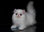 Jovial's Sissy - Persian Cat For Sale - Newburgh&comma; NY&comma; US