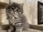 British longhair - British Shorthair Cat For Sale - Fort Wayne&comma; IN&comma; US