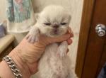 CFA Registered Persian Kittens - Persian Cat For Sale - Conyers&comma; GA&comma; US