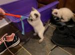 Purple - Siamese Cat For Sale - Winder&comma; GA&comma; US