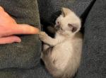 Cheesecake - Siamese Cat For Sale - Winder&comma; GA&comma; US