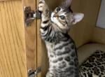 Adorable Male Bengal kitten - Bengal Cat For Sale - Beach Park&comma; IL&comma; US