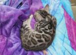 Zorro - Bengal Cat For Sale - Boston&comma; MA&comma; US