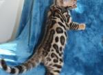 Reena - Bengal Cat For Sale - Boston&comma; MA&comma; US
