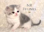 Elijah Reserved - Exotic Cat For Sale - Ottawa&comma; KS&comma; US